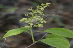 Celastrus paniculatus